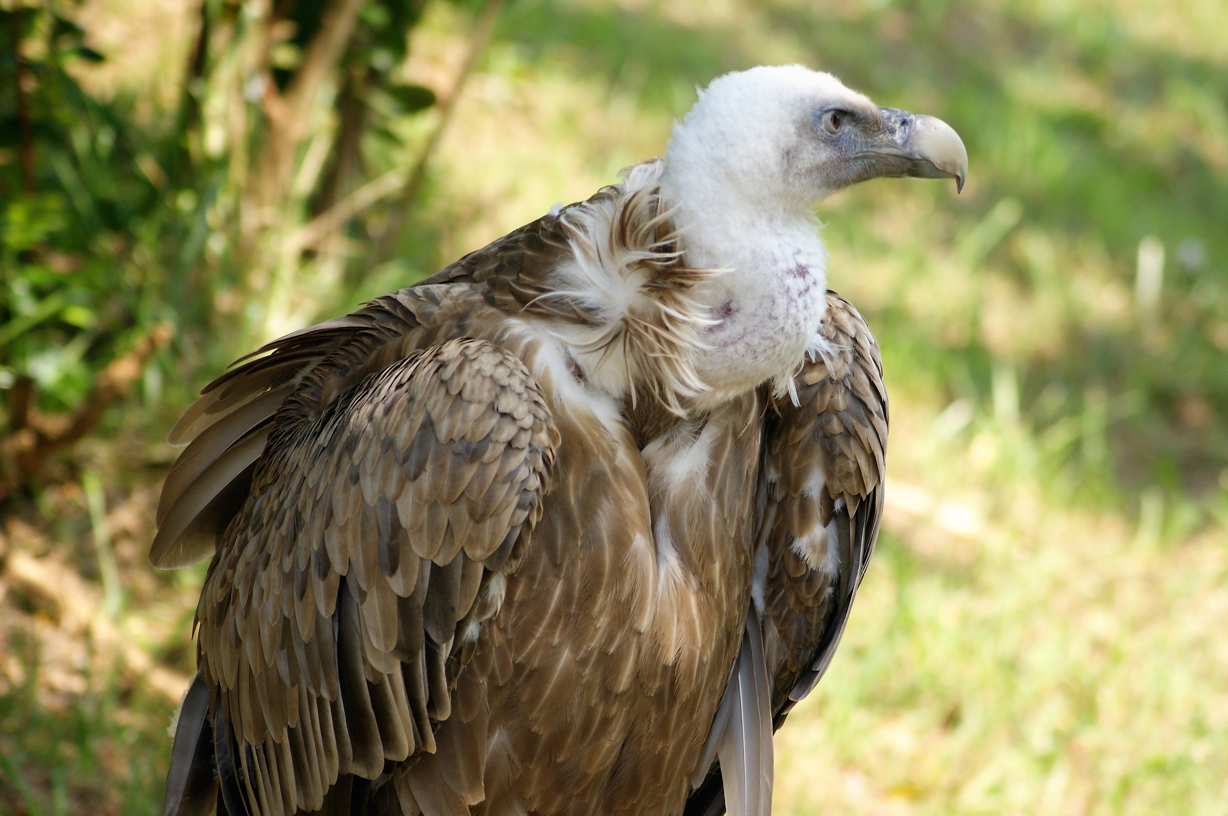 Griffin at Cabarceno Park