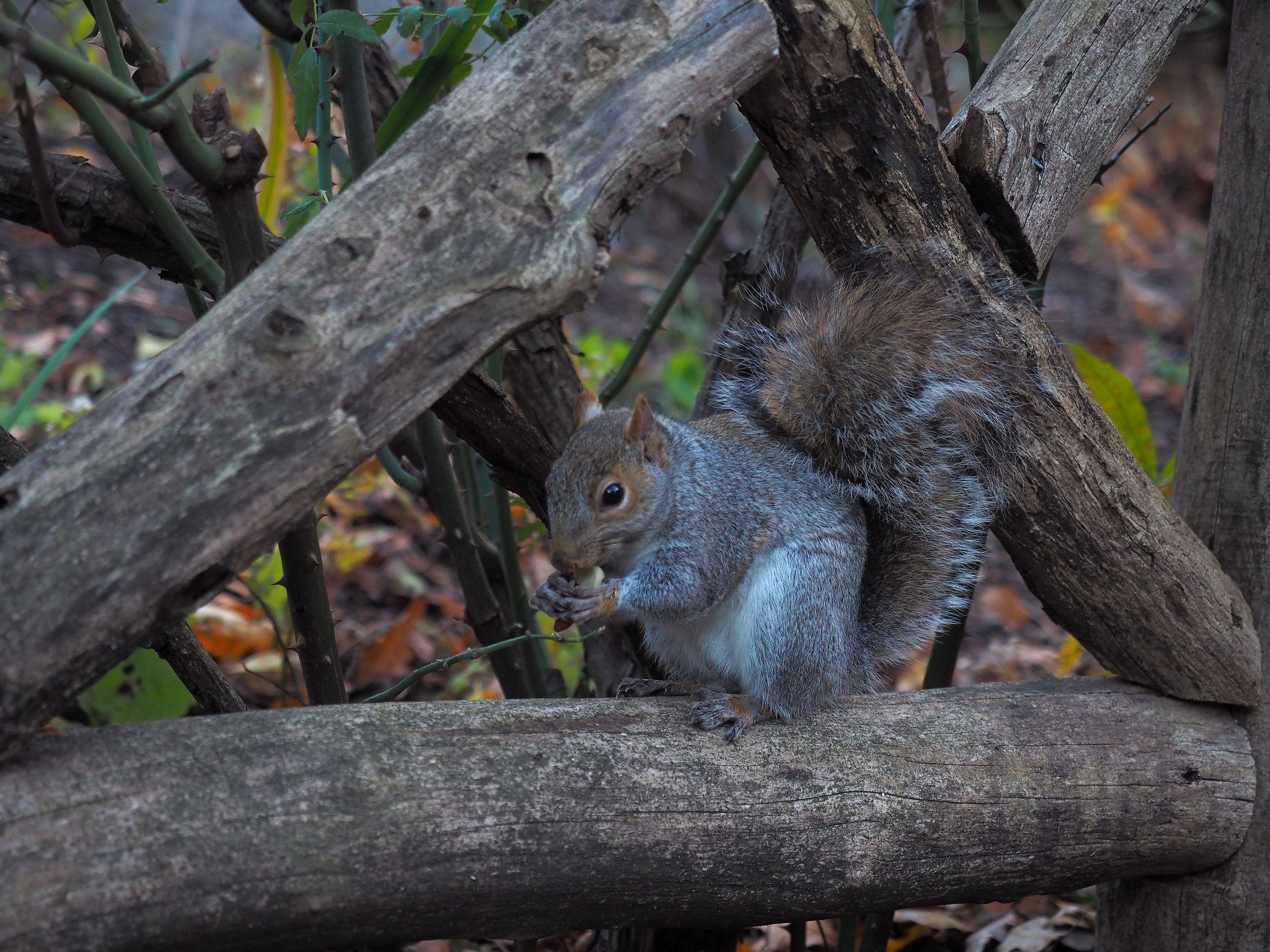 Scrat in central park