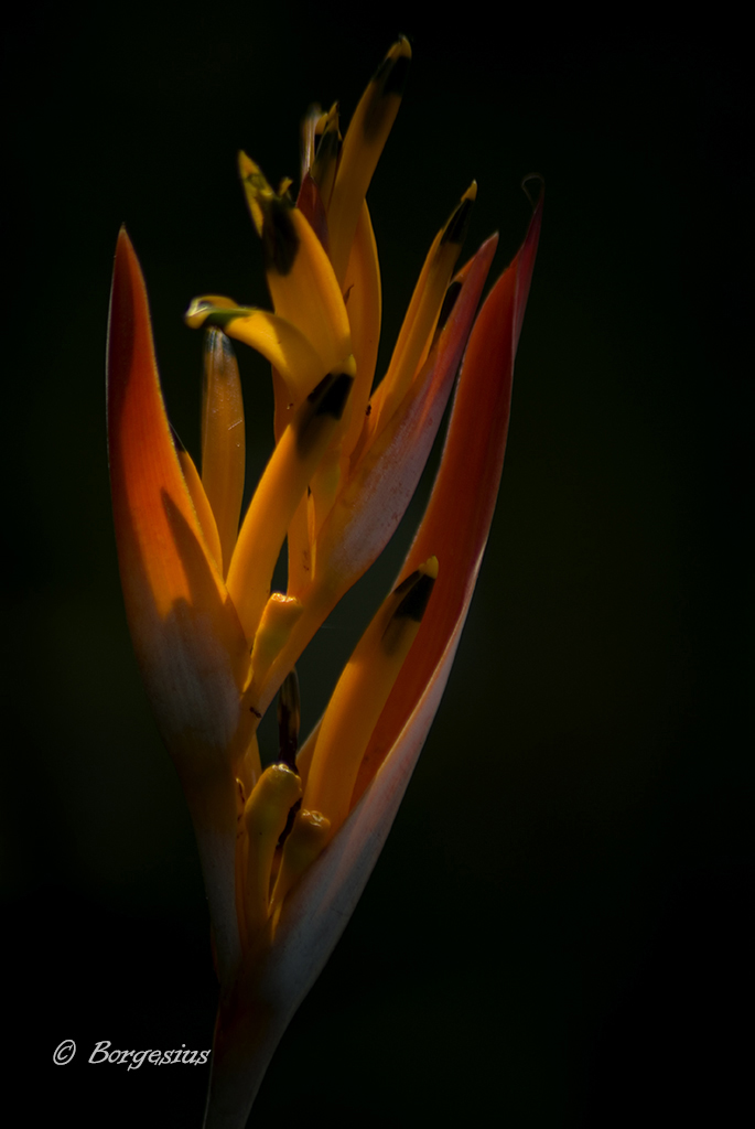 Heliconia on fire