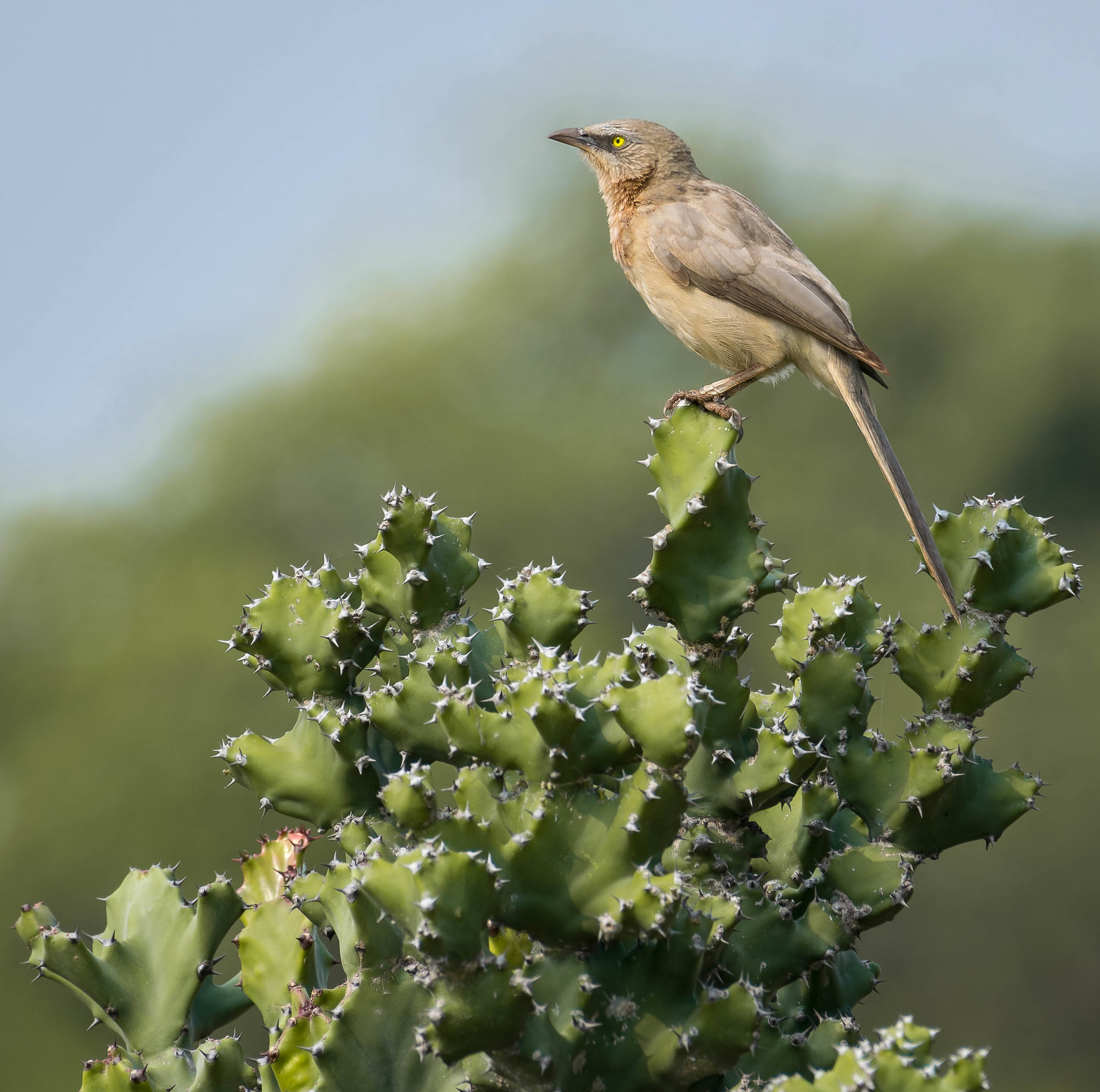 Large grey babbler