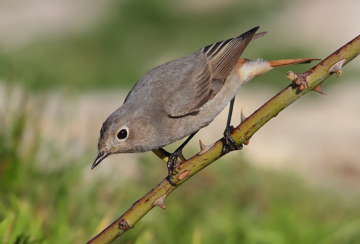 Black Redstart