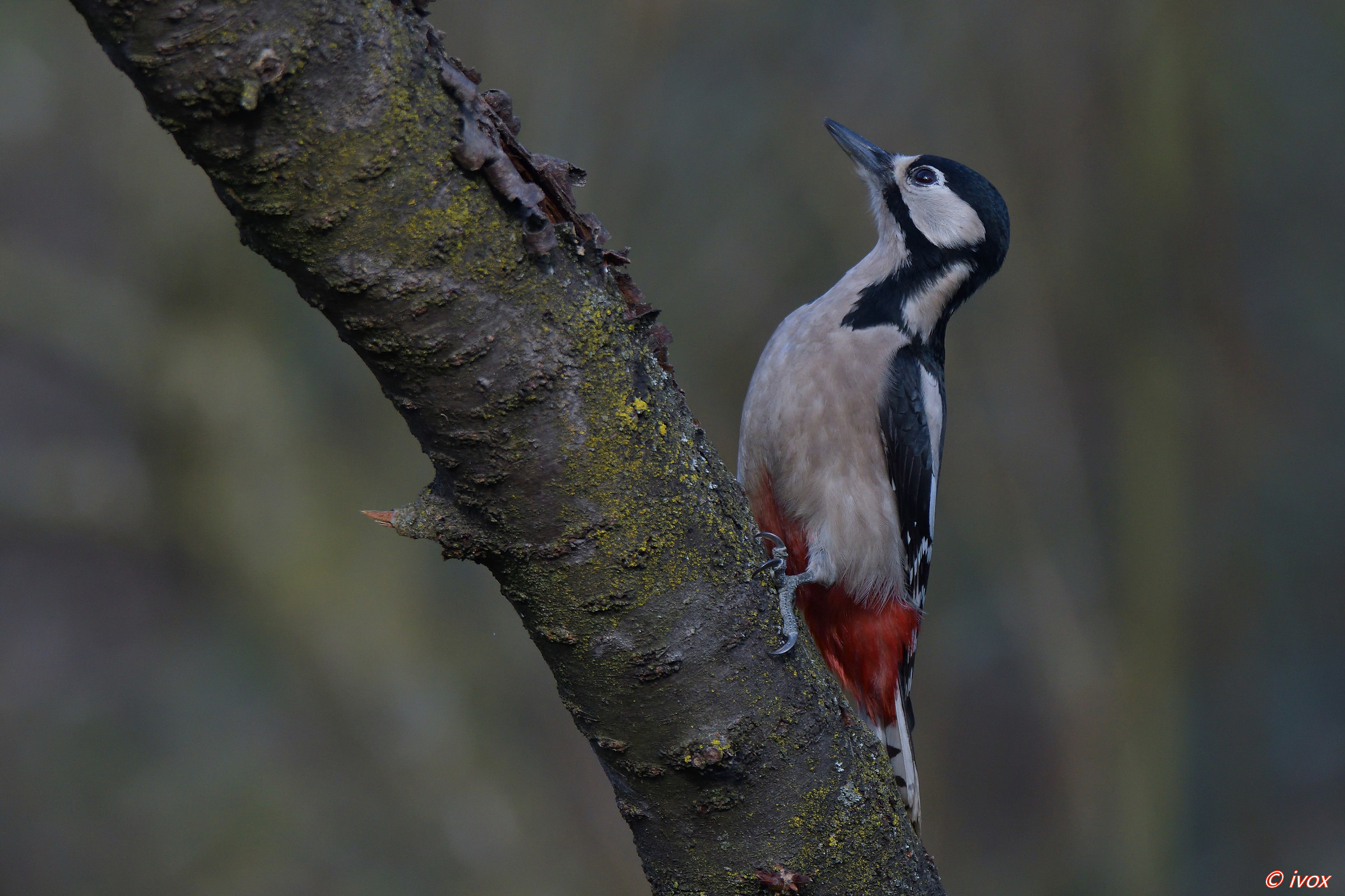 a good woodpecker
