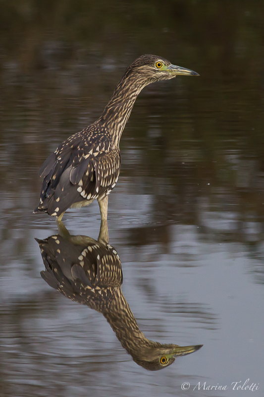 Young Night Heron