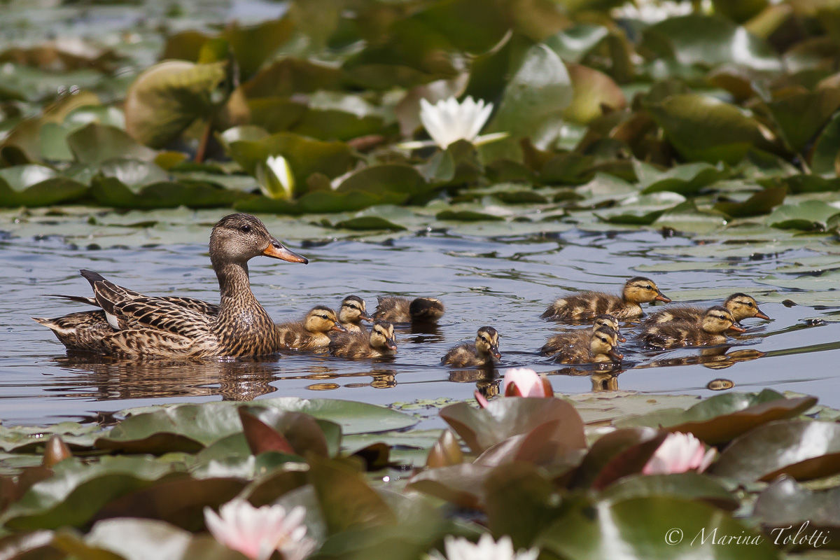 Mom Gadwall