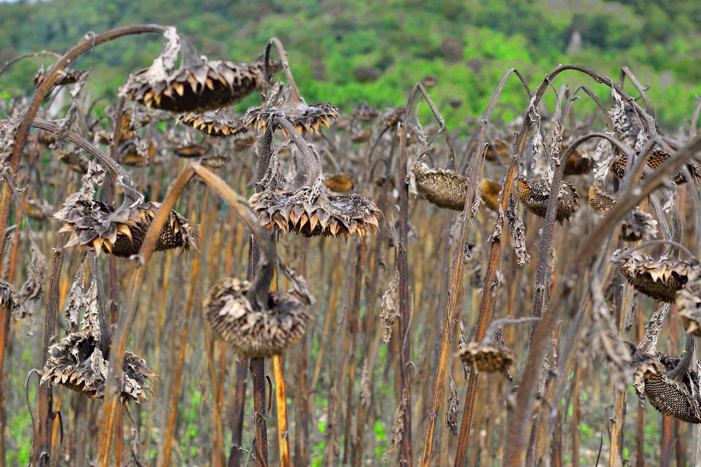 Abbandonati dal sole