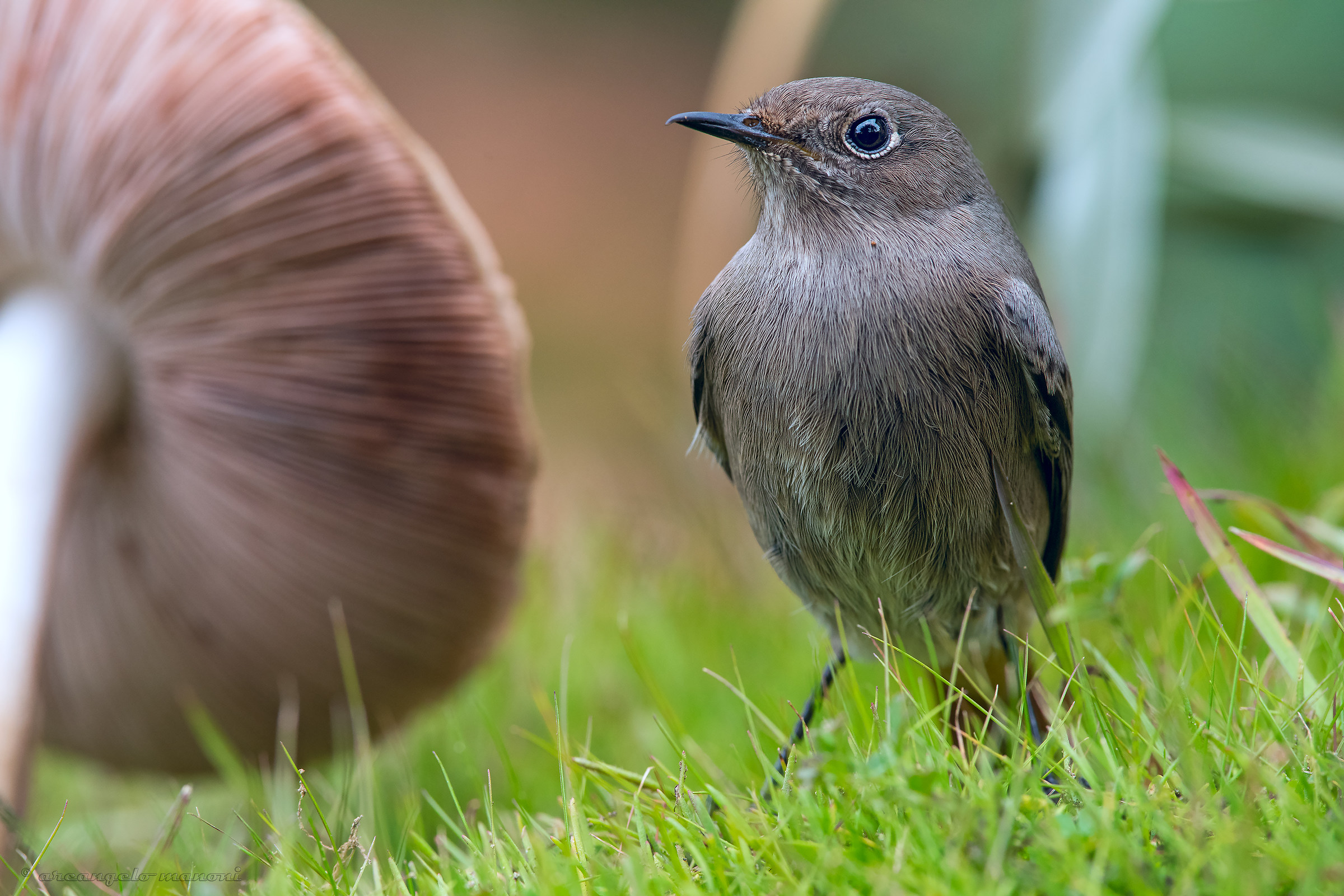Chihuahua and new parabolas