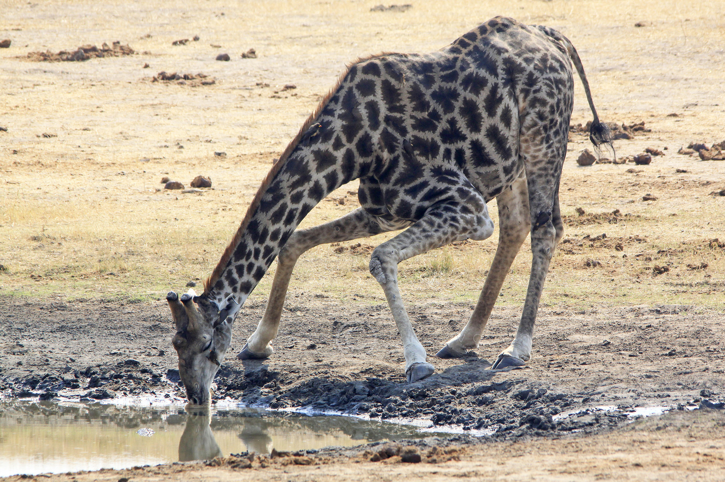 Alla pozza - Botswana