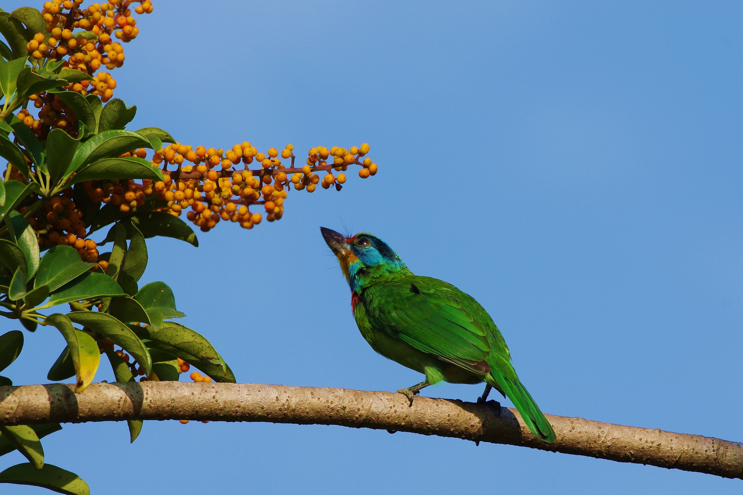 Taiwan Barbet