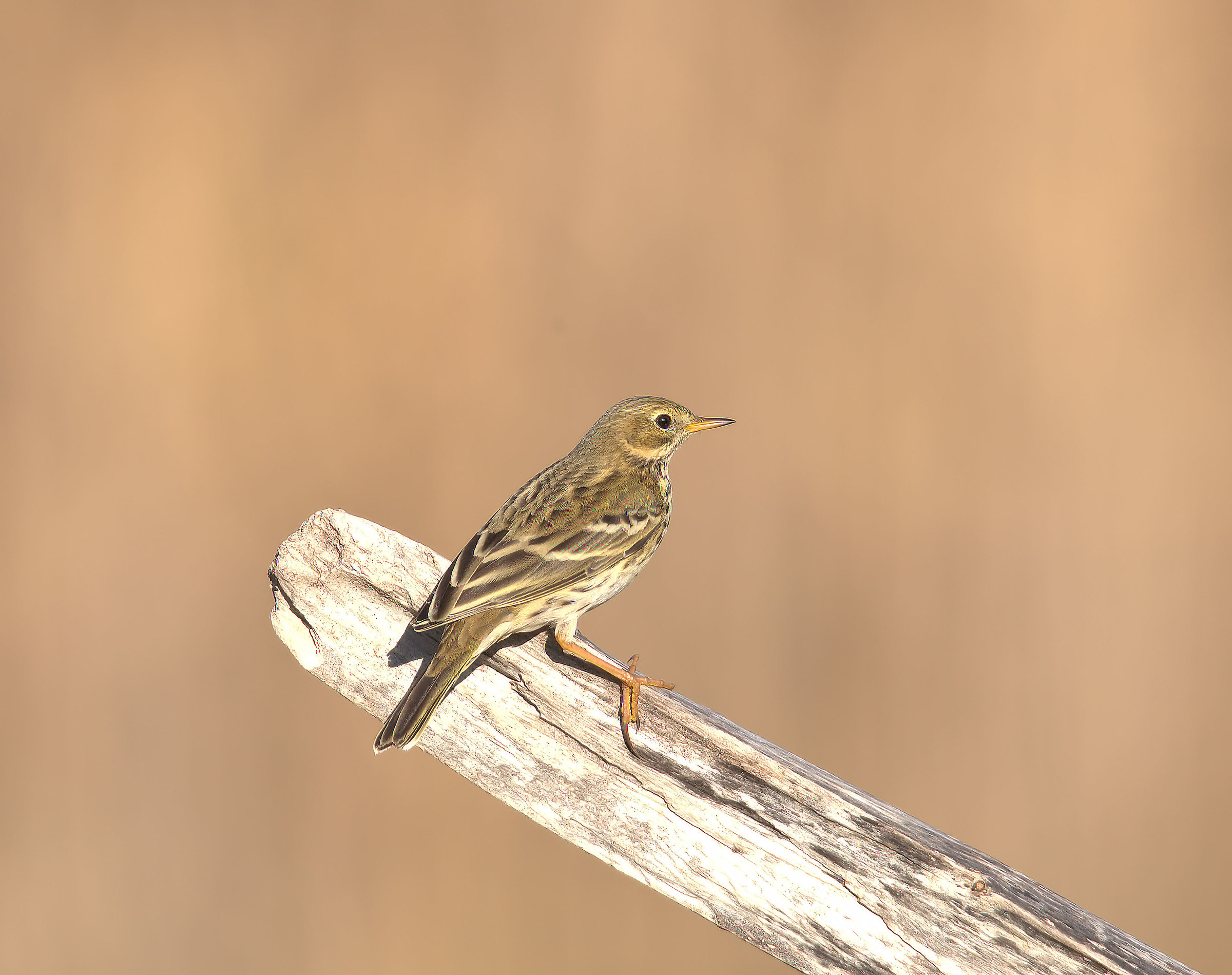 Pipit