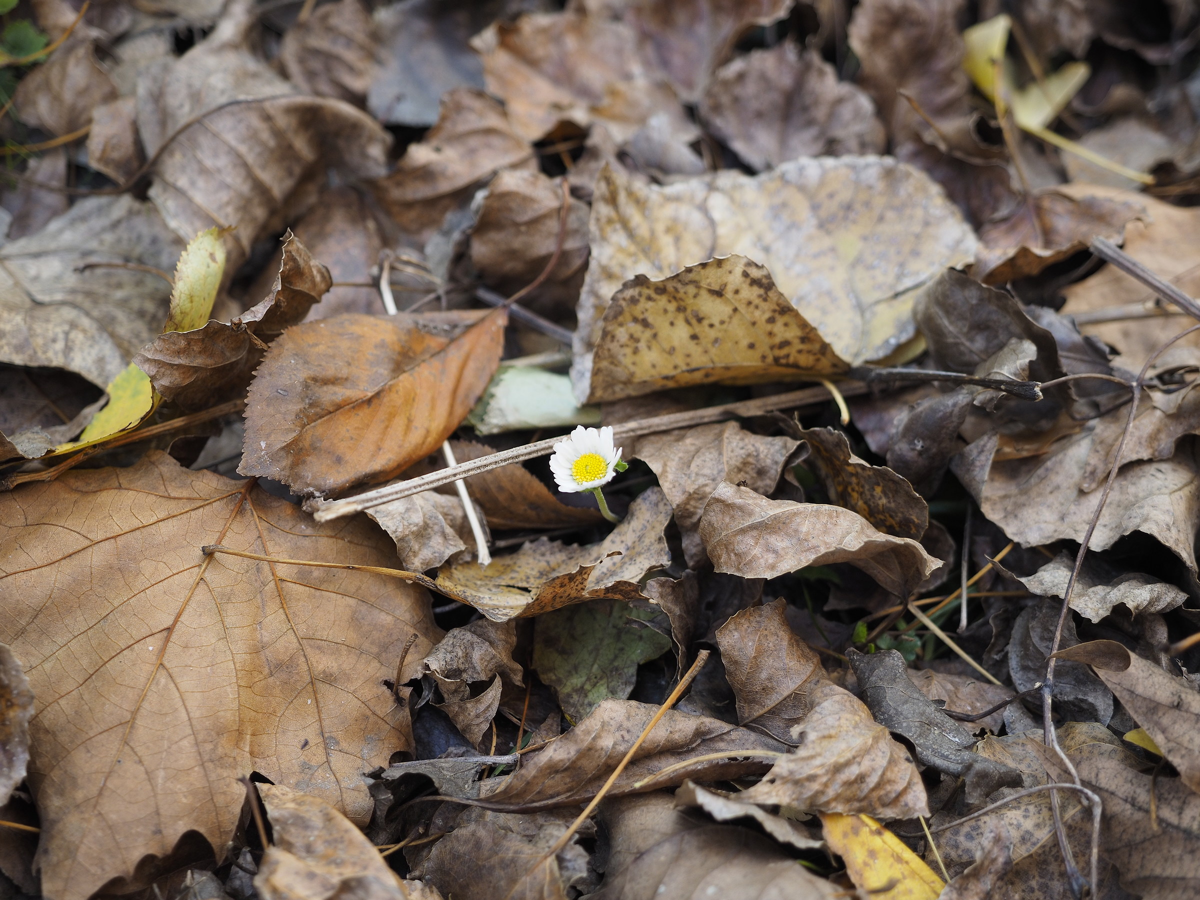Strano questo autunno