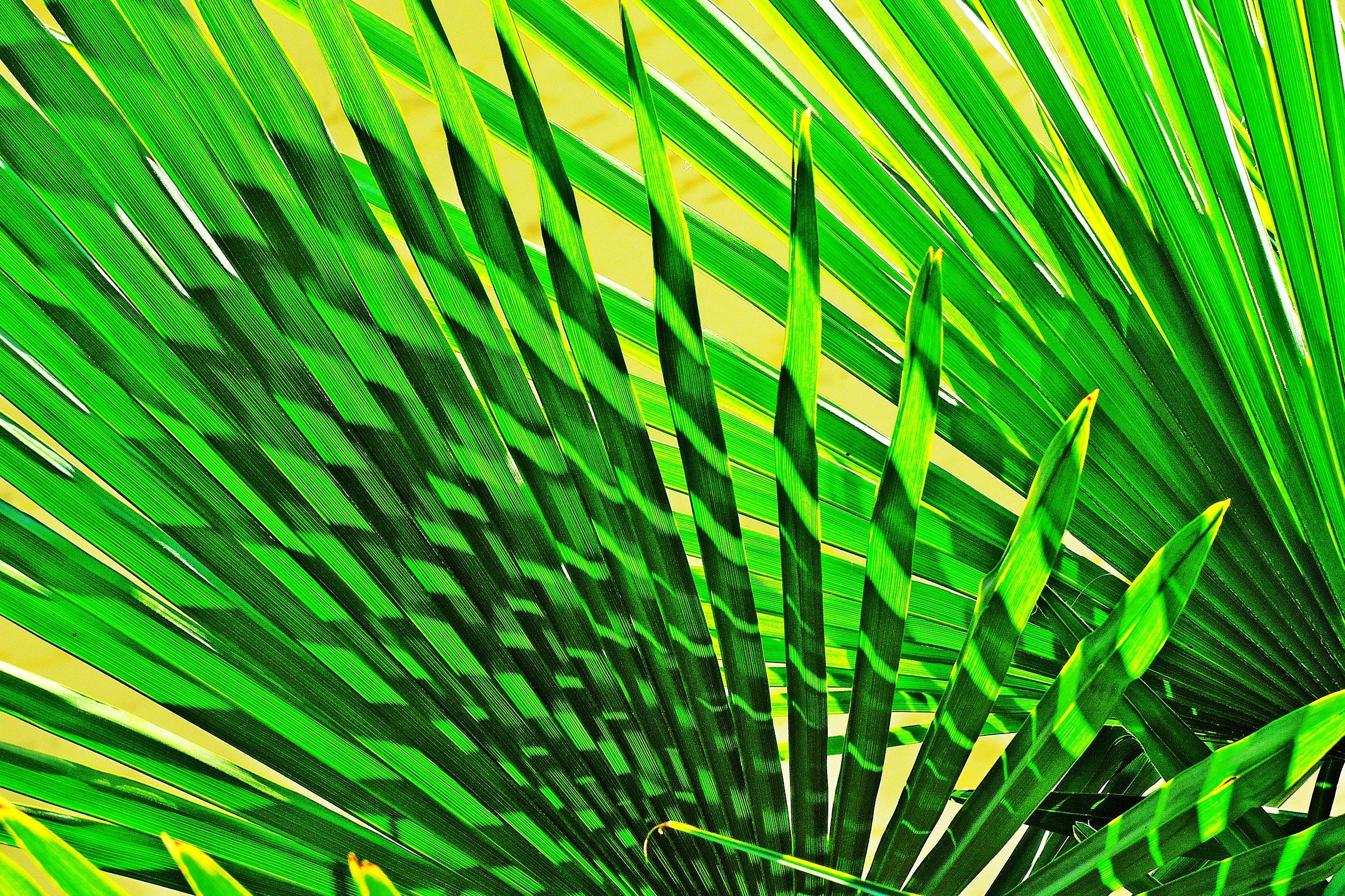 3593 - shadowy swords