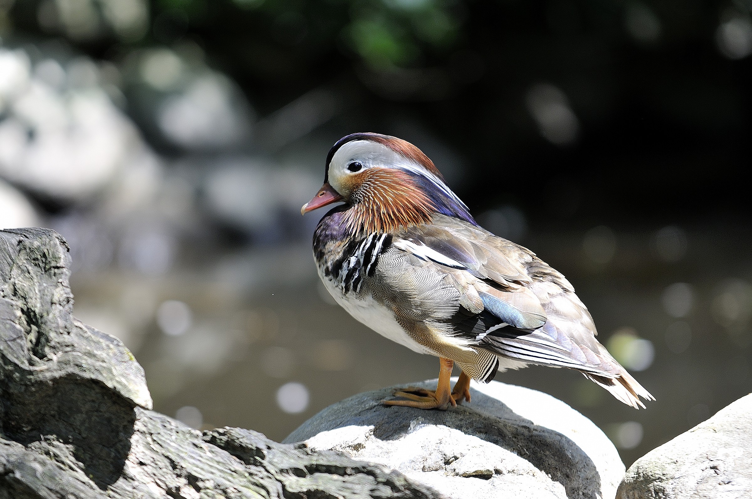mandarin duck