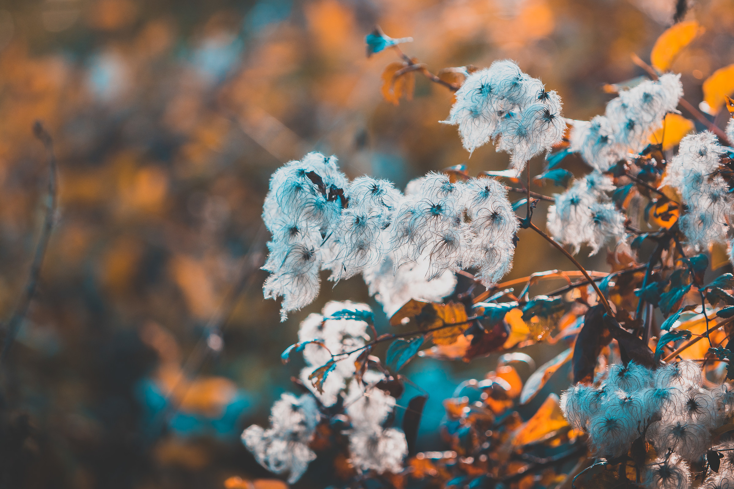 Autumn with its marvelous colors