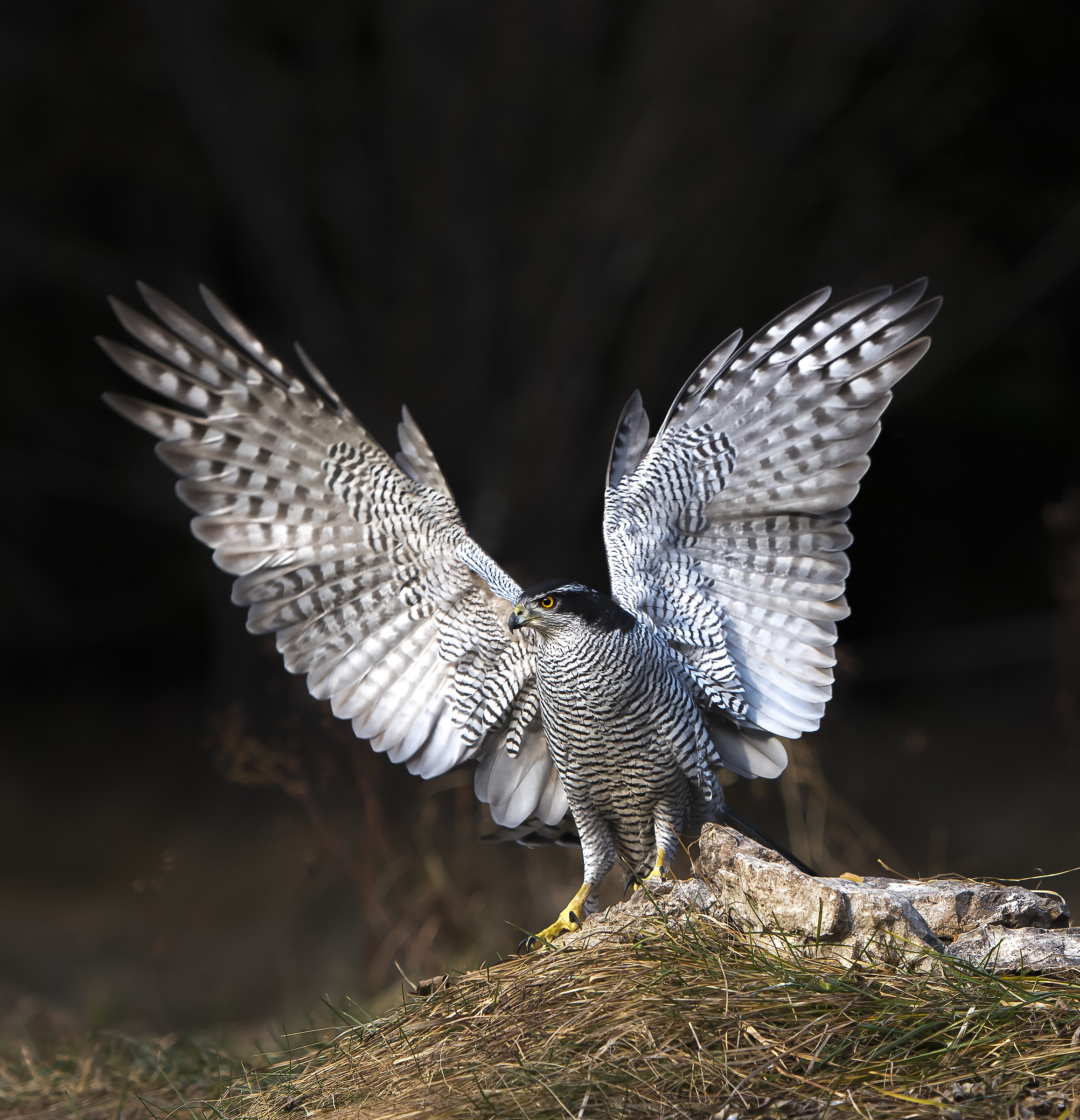 the glitter in all its beauty