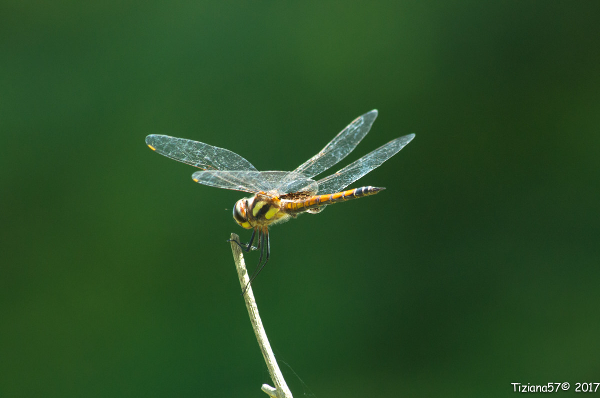 Libellula "tigrata"