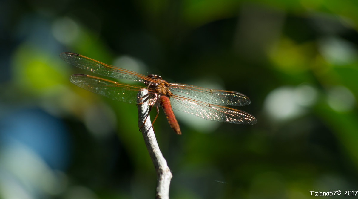 Libellula rossa
