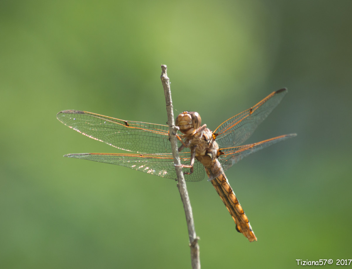 Libellula "tigrata"