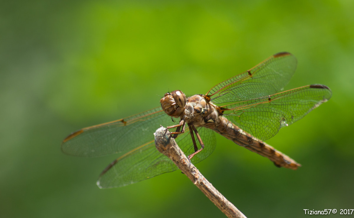 Libellula "tigrata"