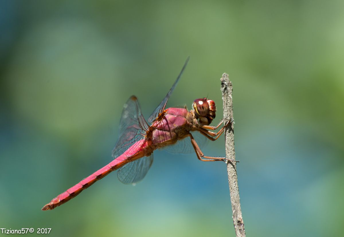 Red dragonfly