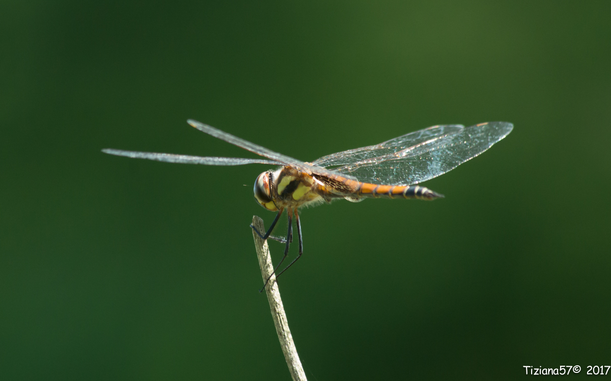 Dragonfly "tigers"
