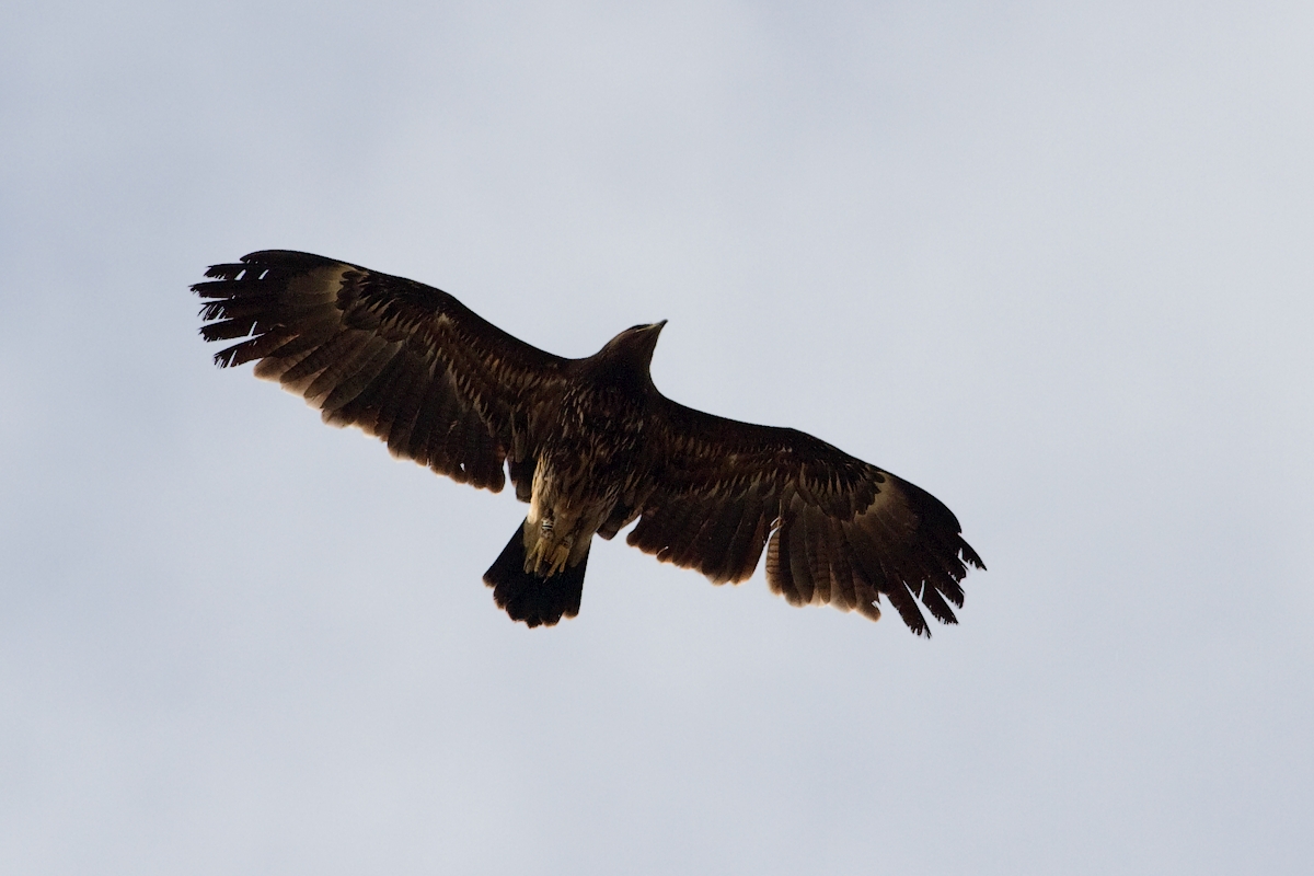 Aquila anatraia maggiore (Aquila clanga)