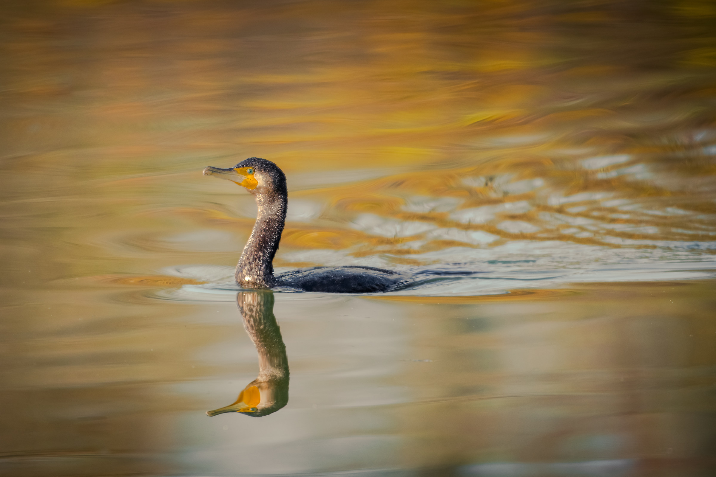 Cormorano autunnale