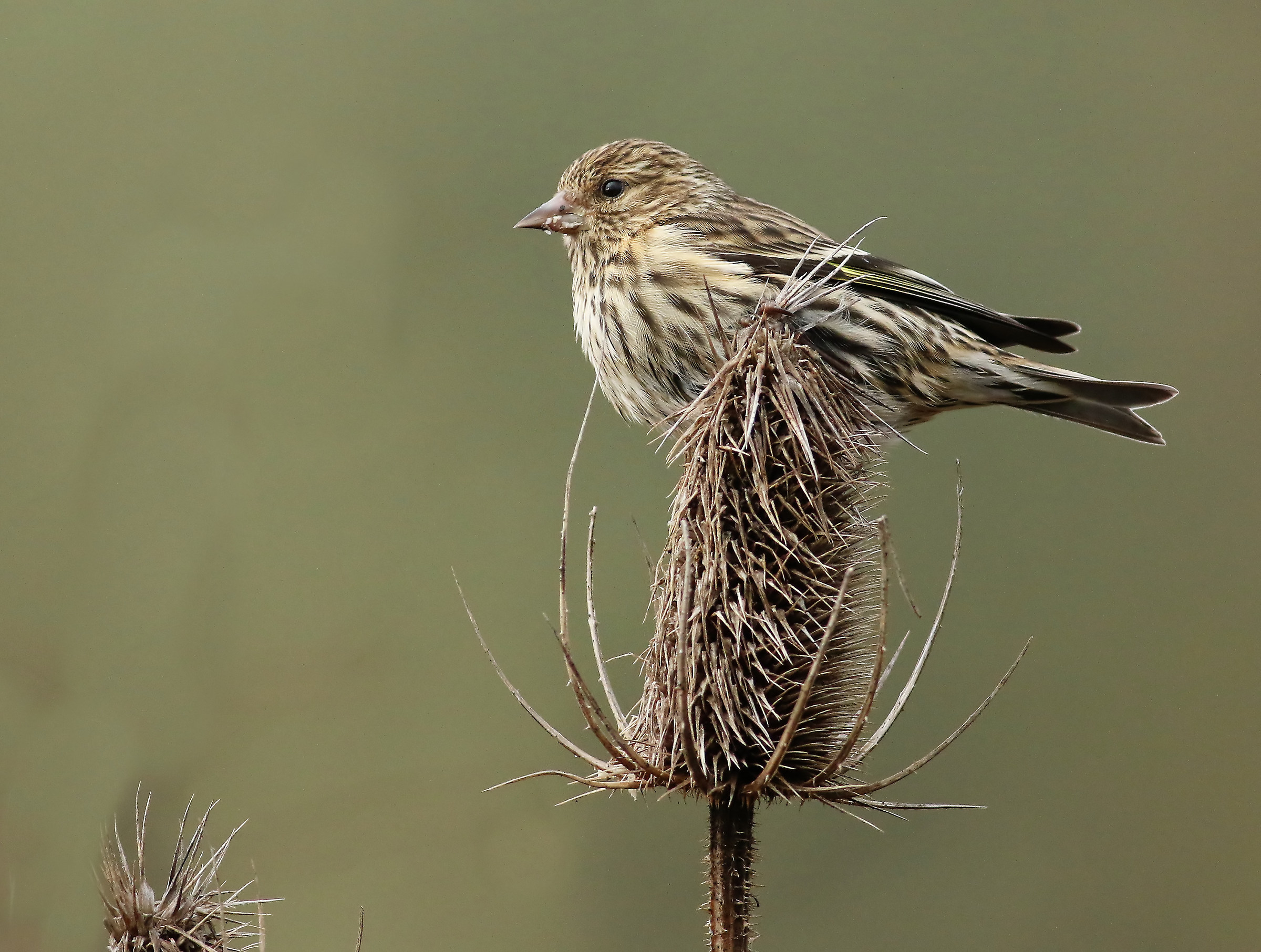 Pesce persico e mangiare