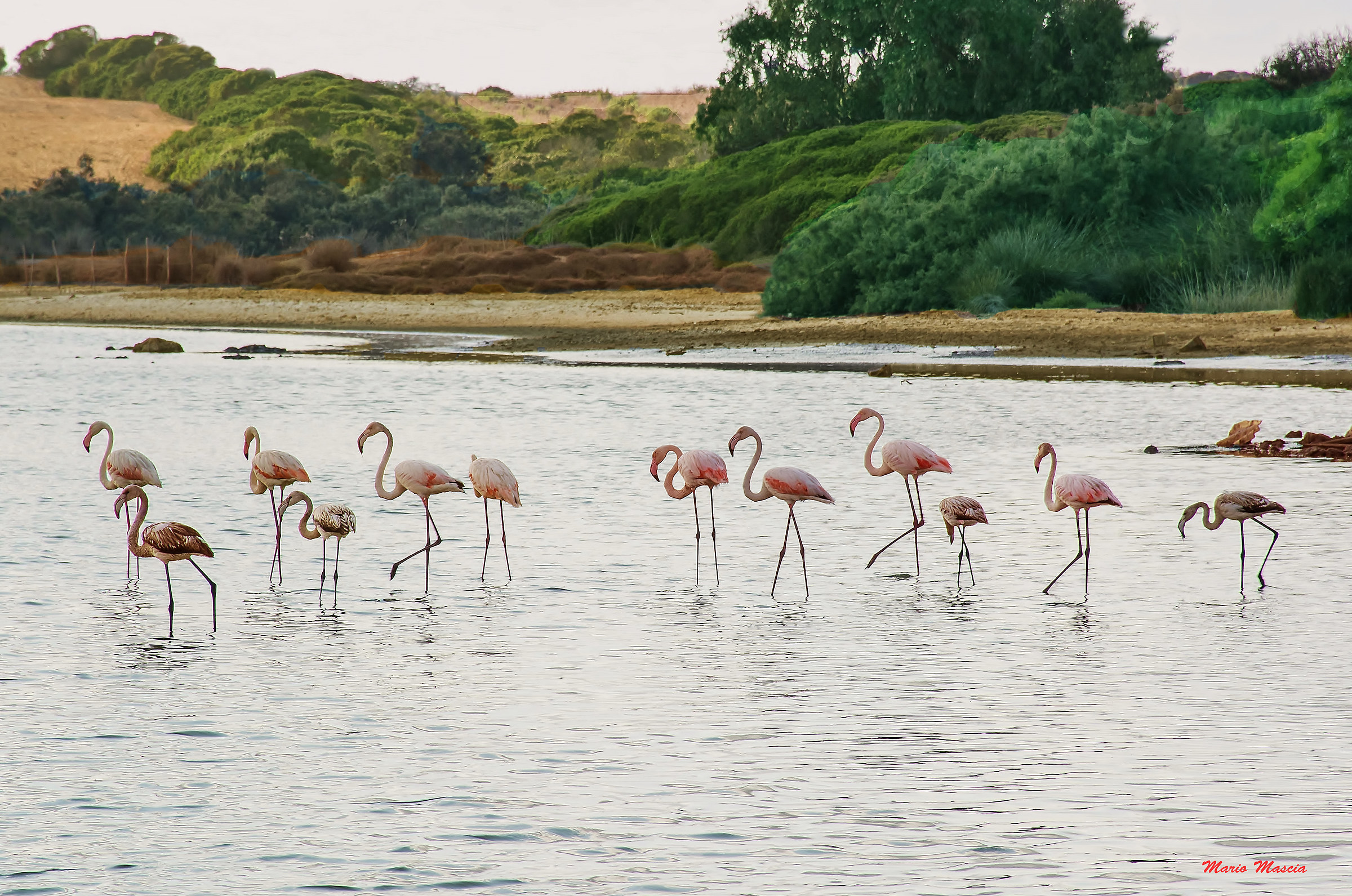 Flamingos
