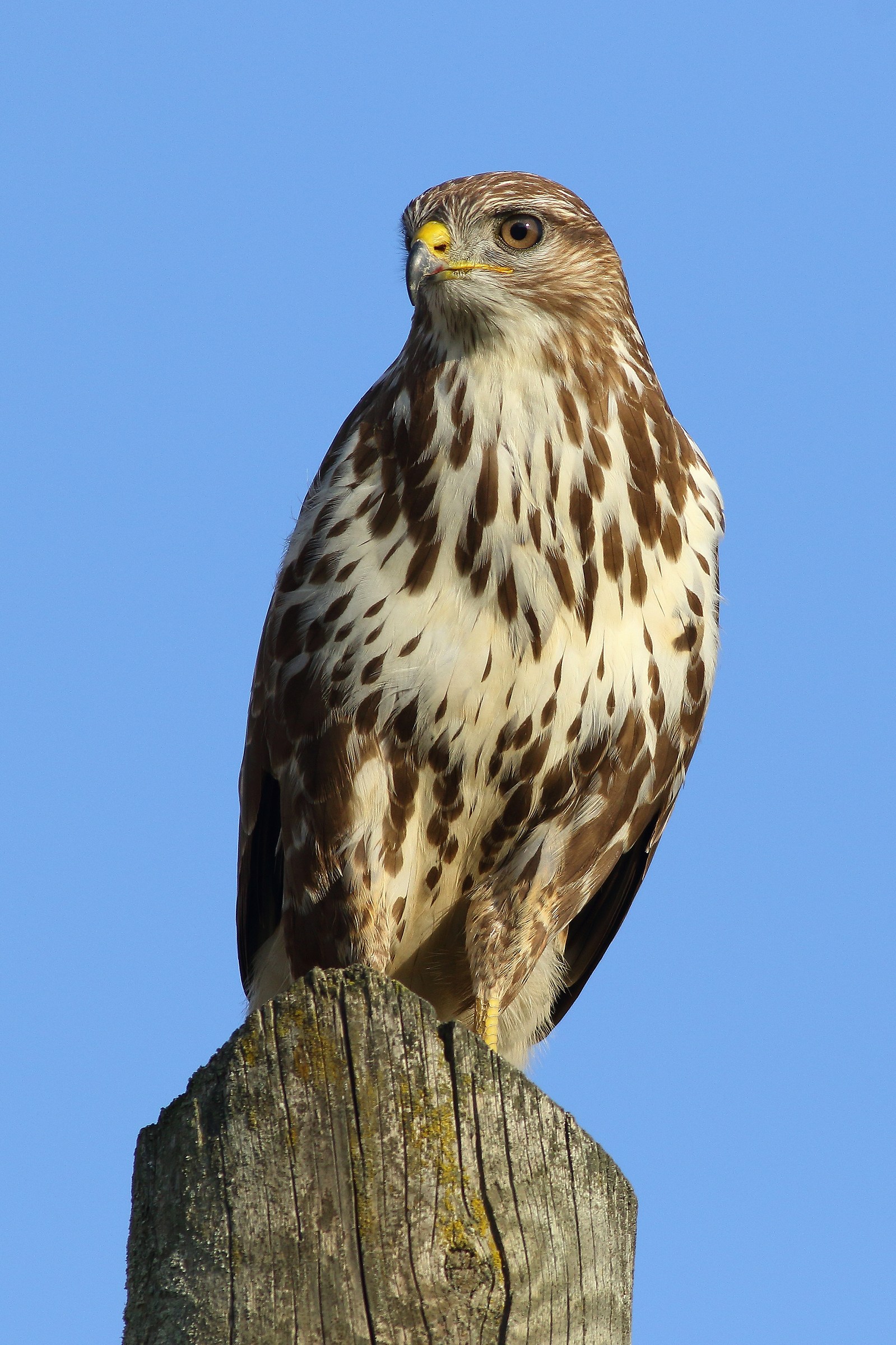 Buzzard