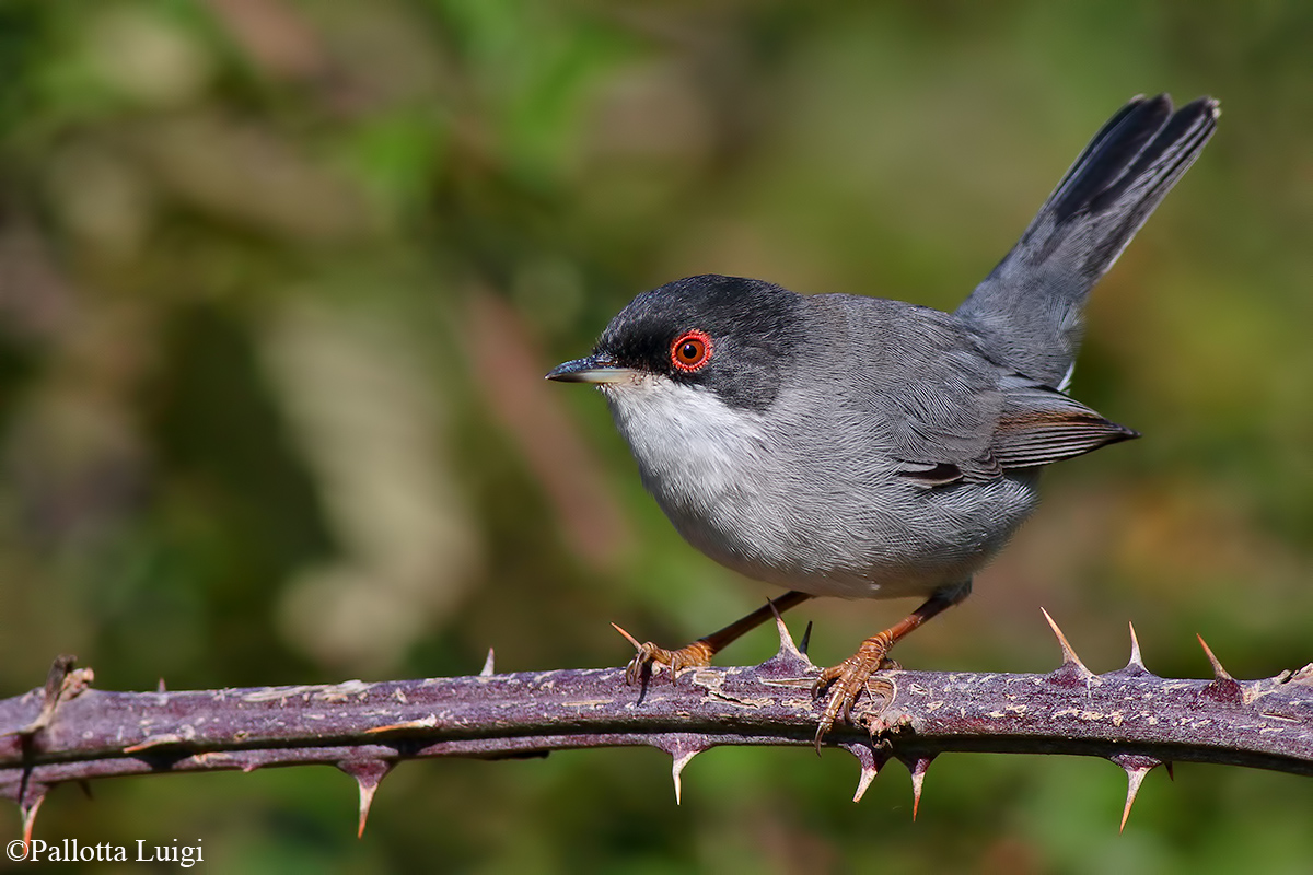 Occhiocotto (Sylvia melanocephala)