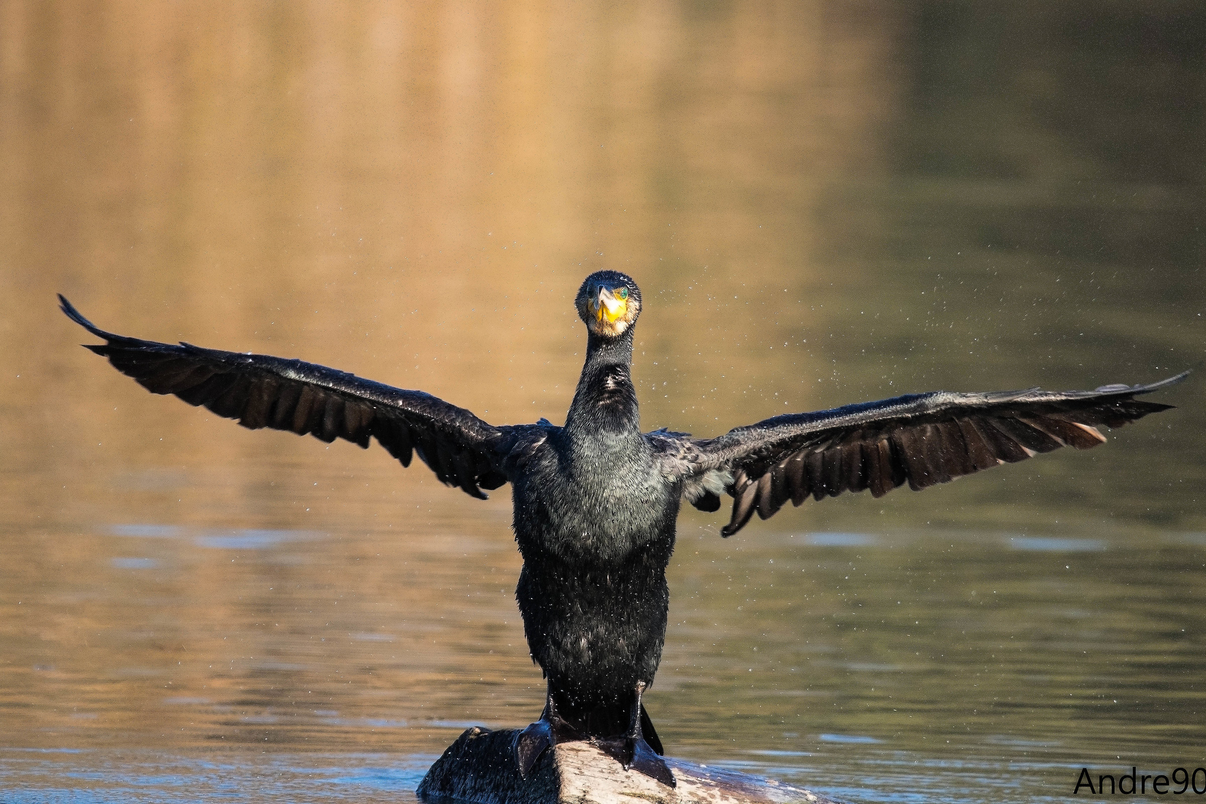 Cormorant
