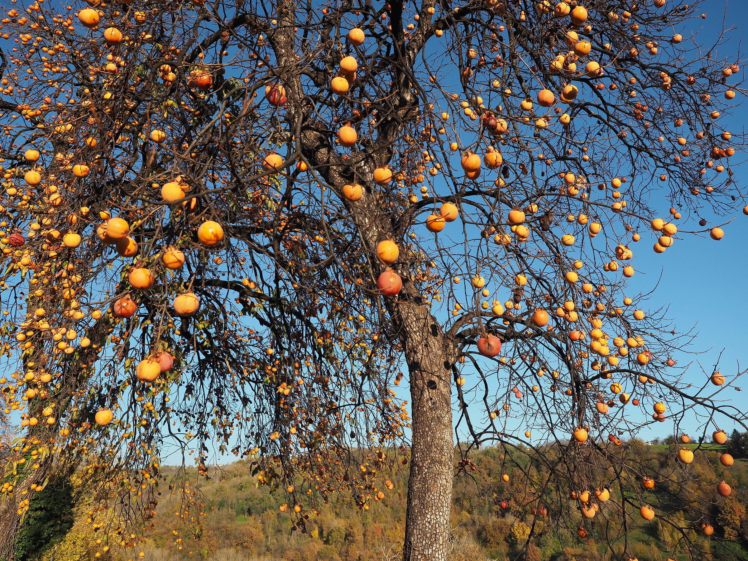 an idea for the Christmas tree