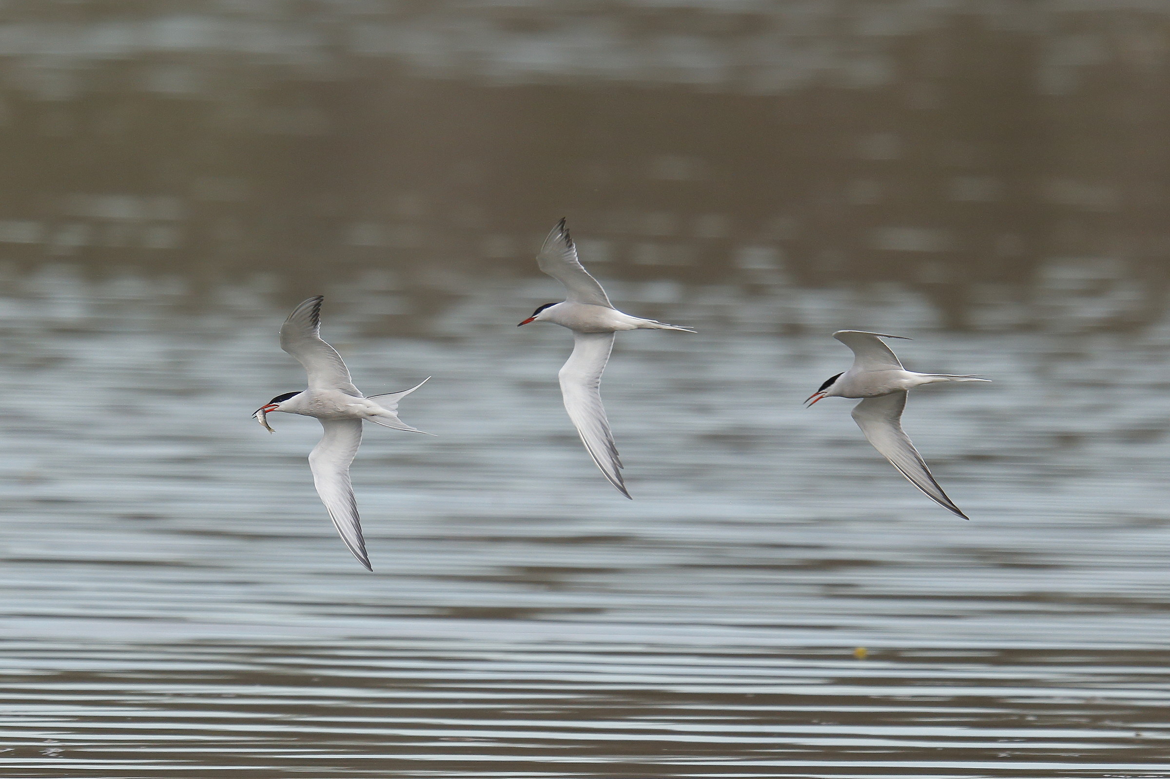 Prendimi se ci riesci.