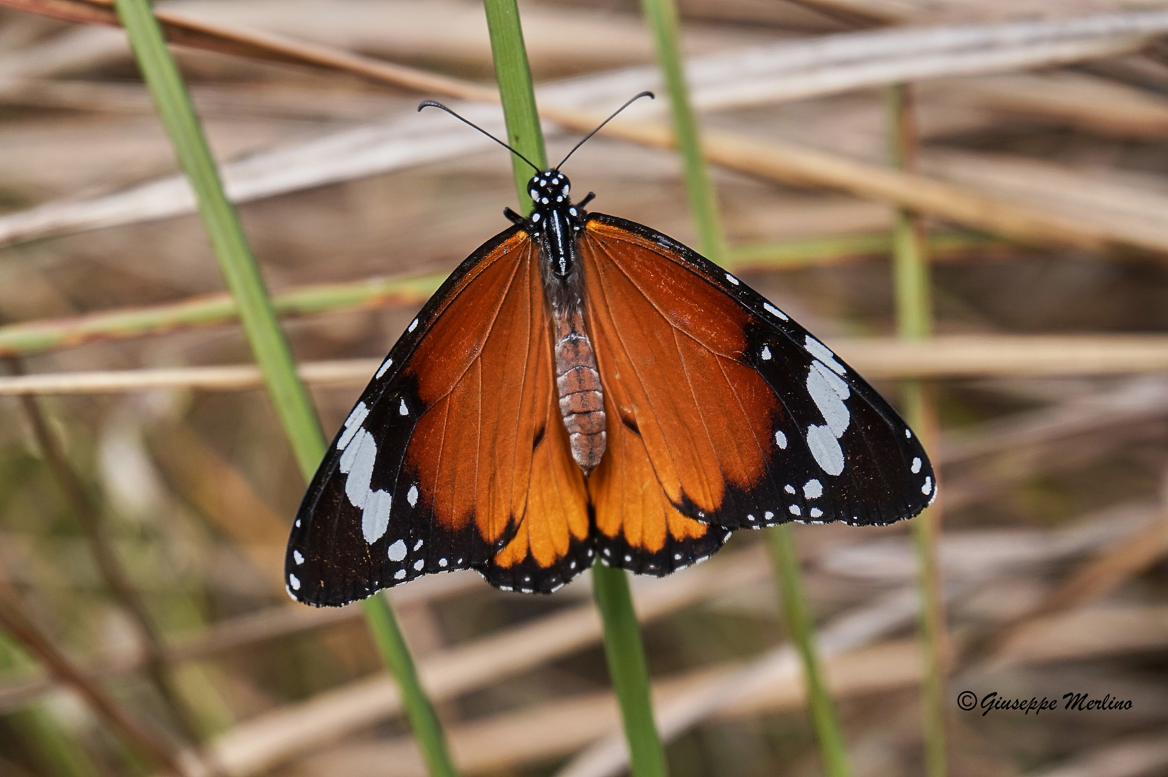 Monarca (danaus chrysippus)