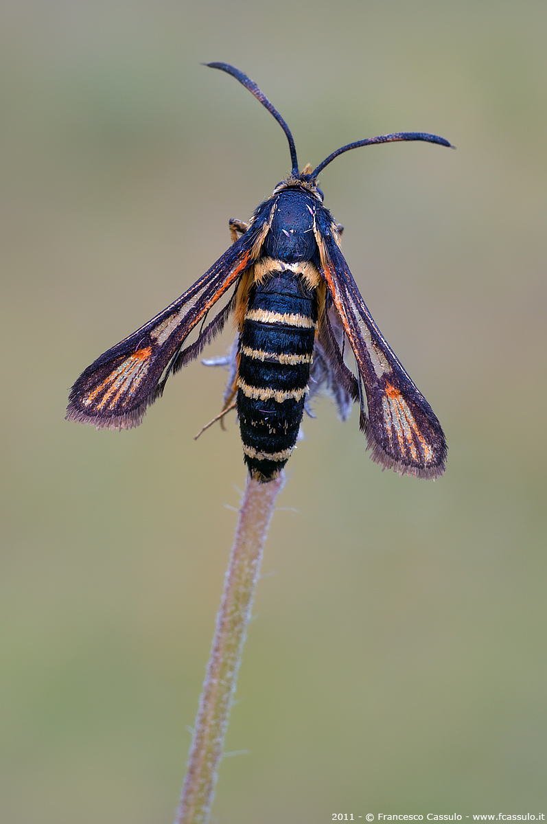 Sesiidae