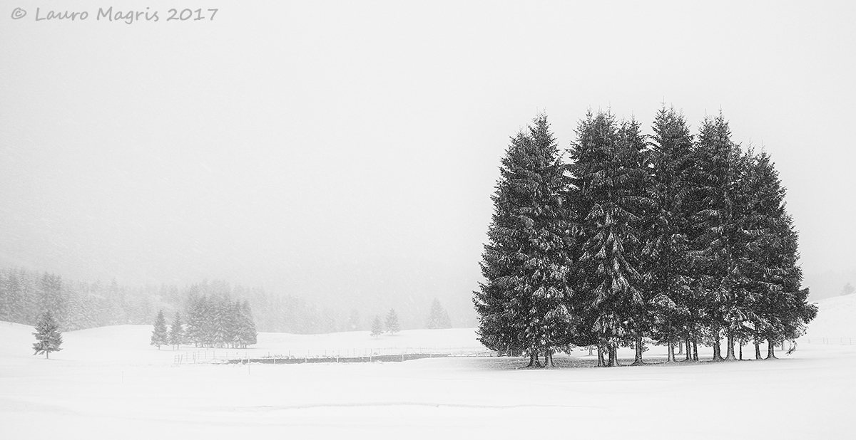 Sempreverdi nella bufera