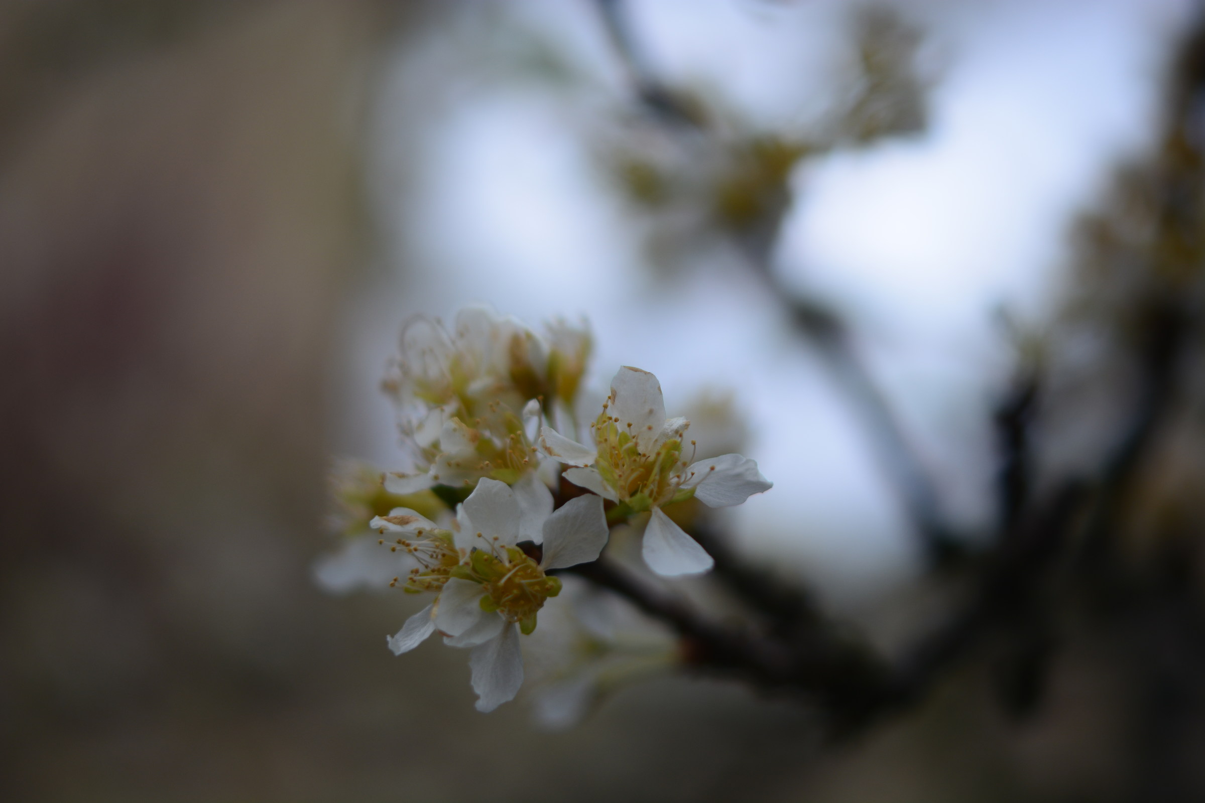 the blur effect on the flowers