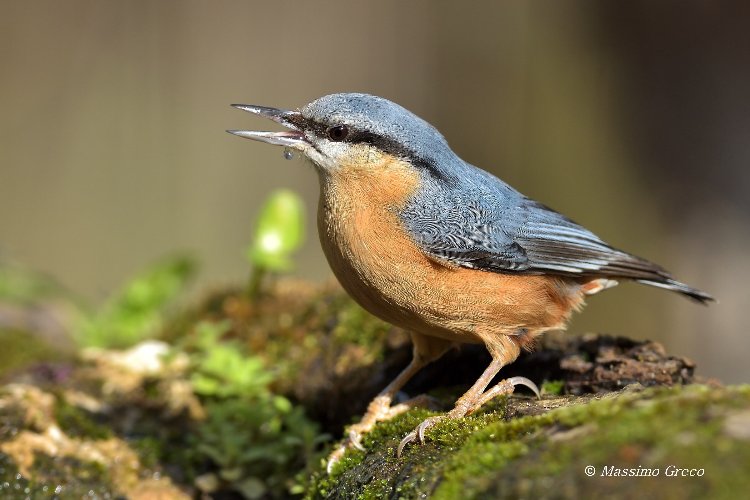 Picchio muratore (Sitta europaea)