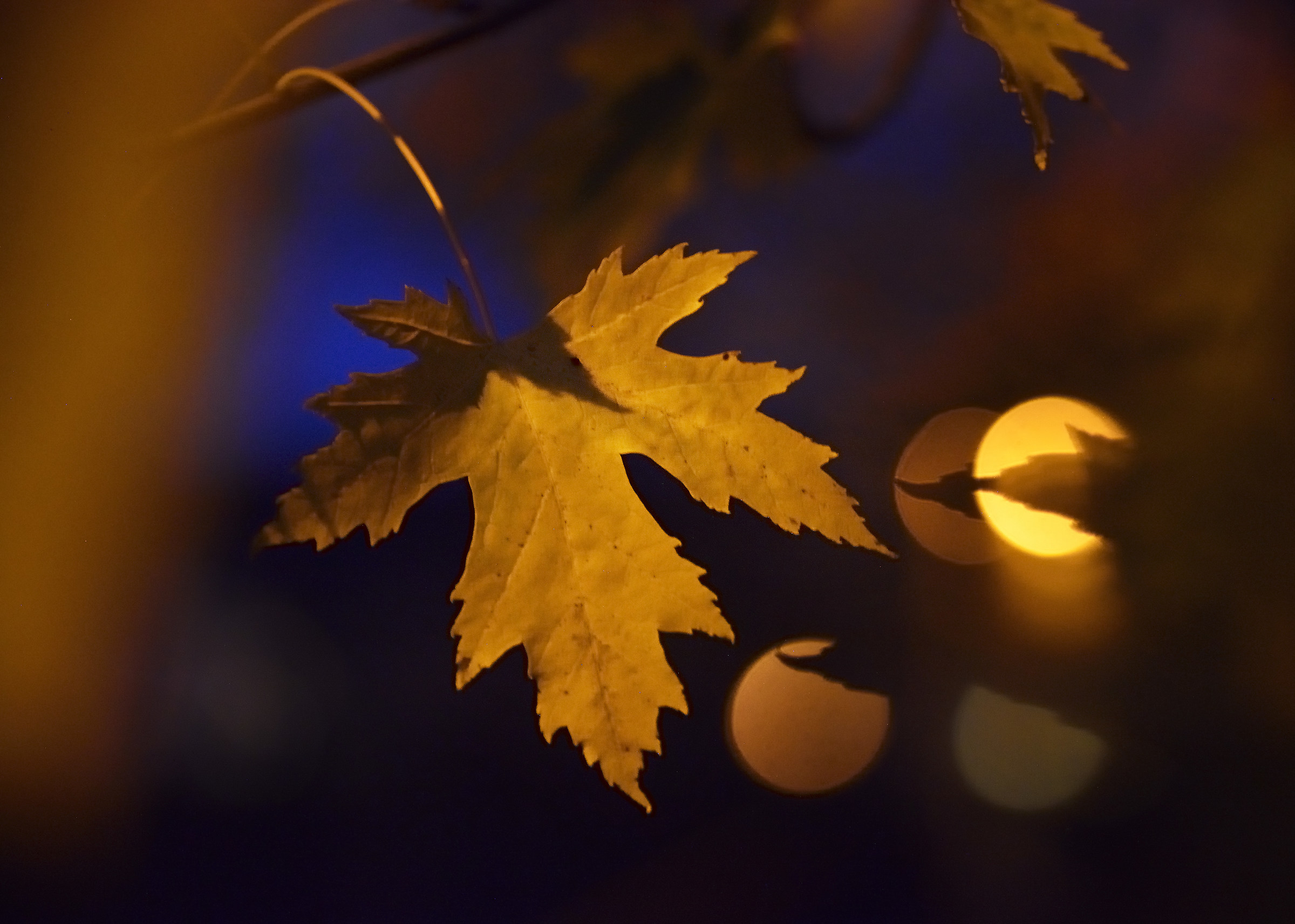 Autumnal Urban Maple Leaves at Night