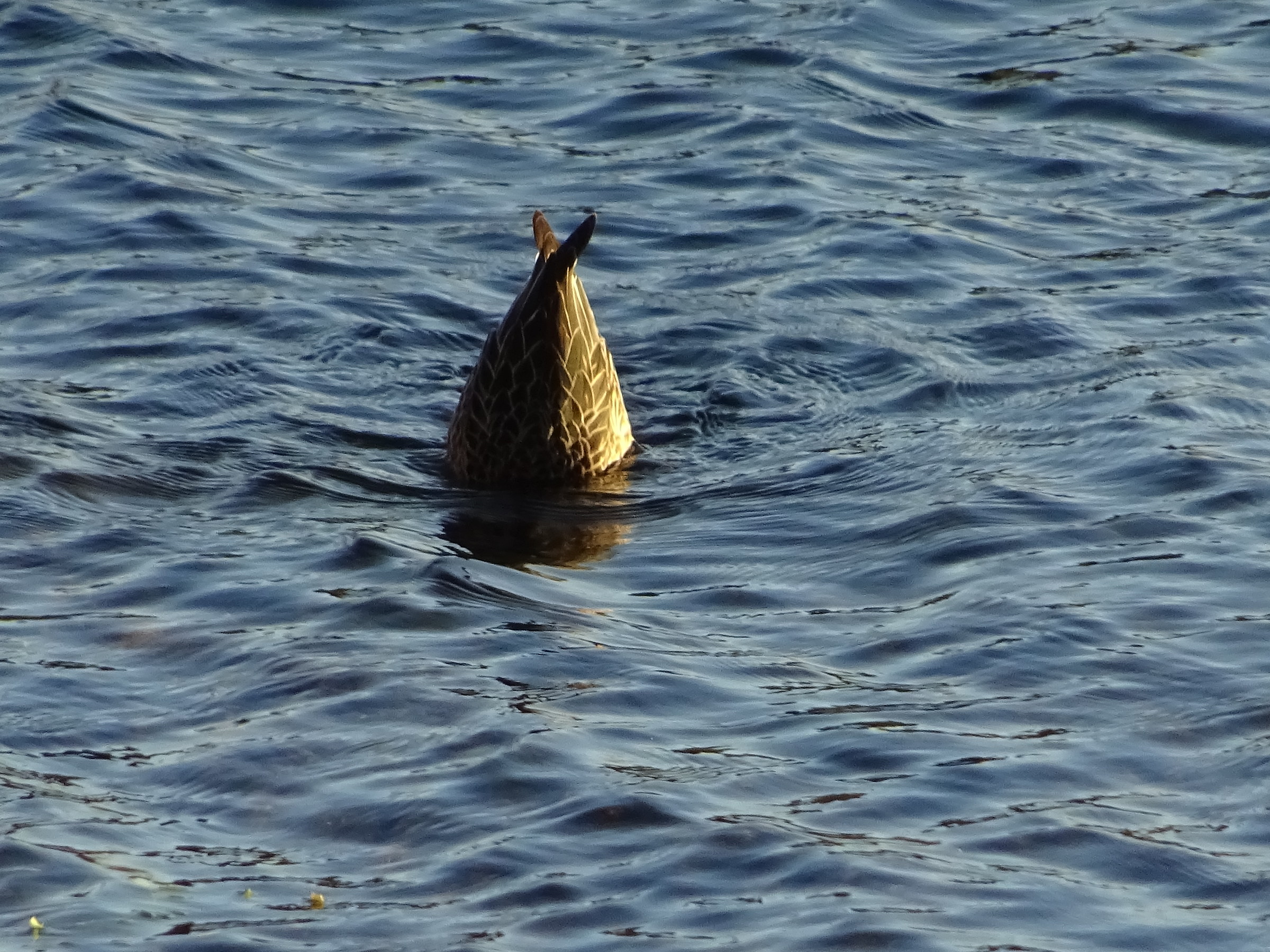 Ninfe Oasis (lt) - The dive