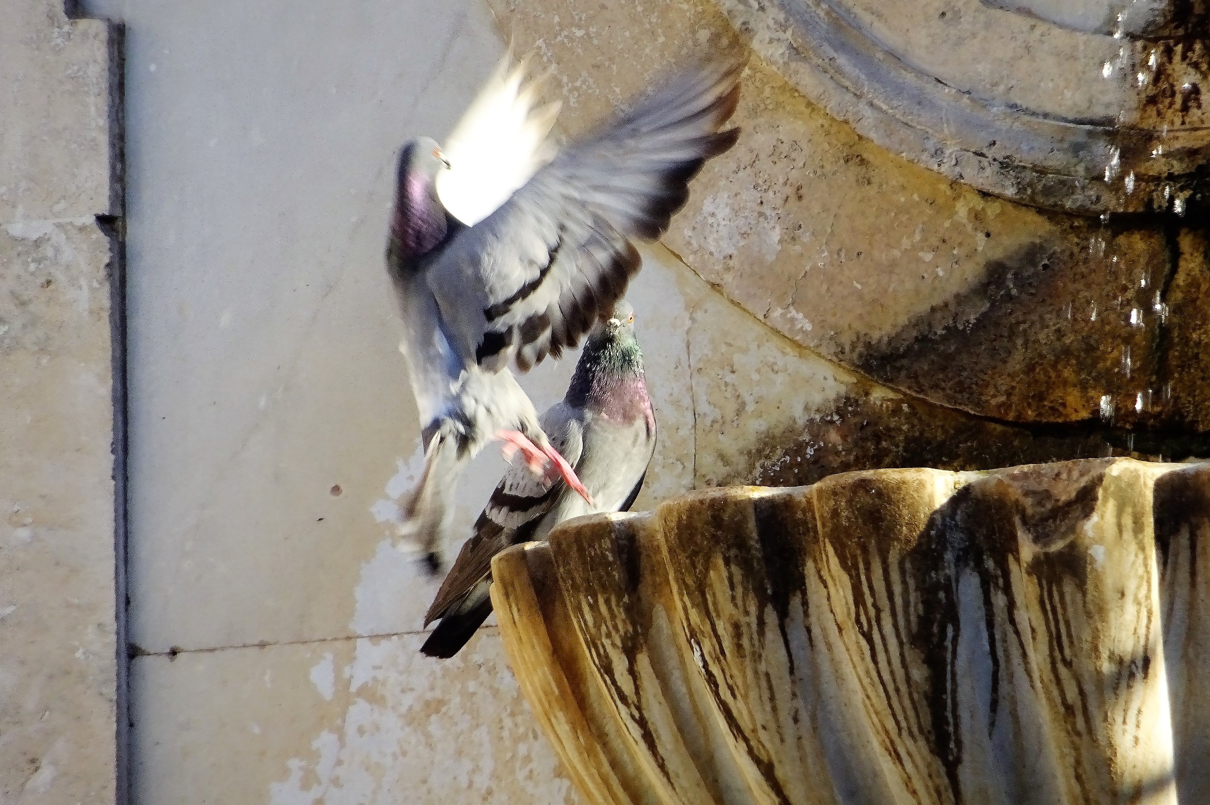 Landing to the fountain