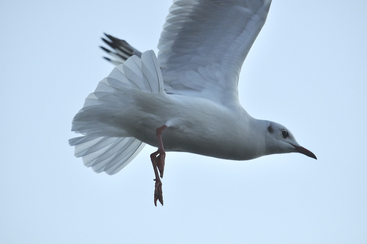 seagull in flight