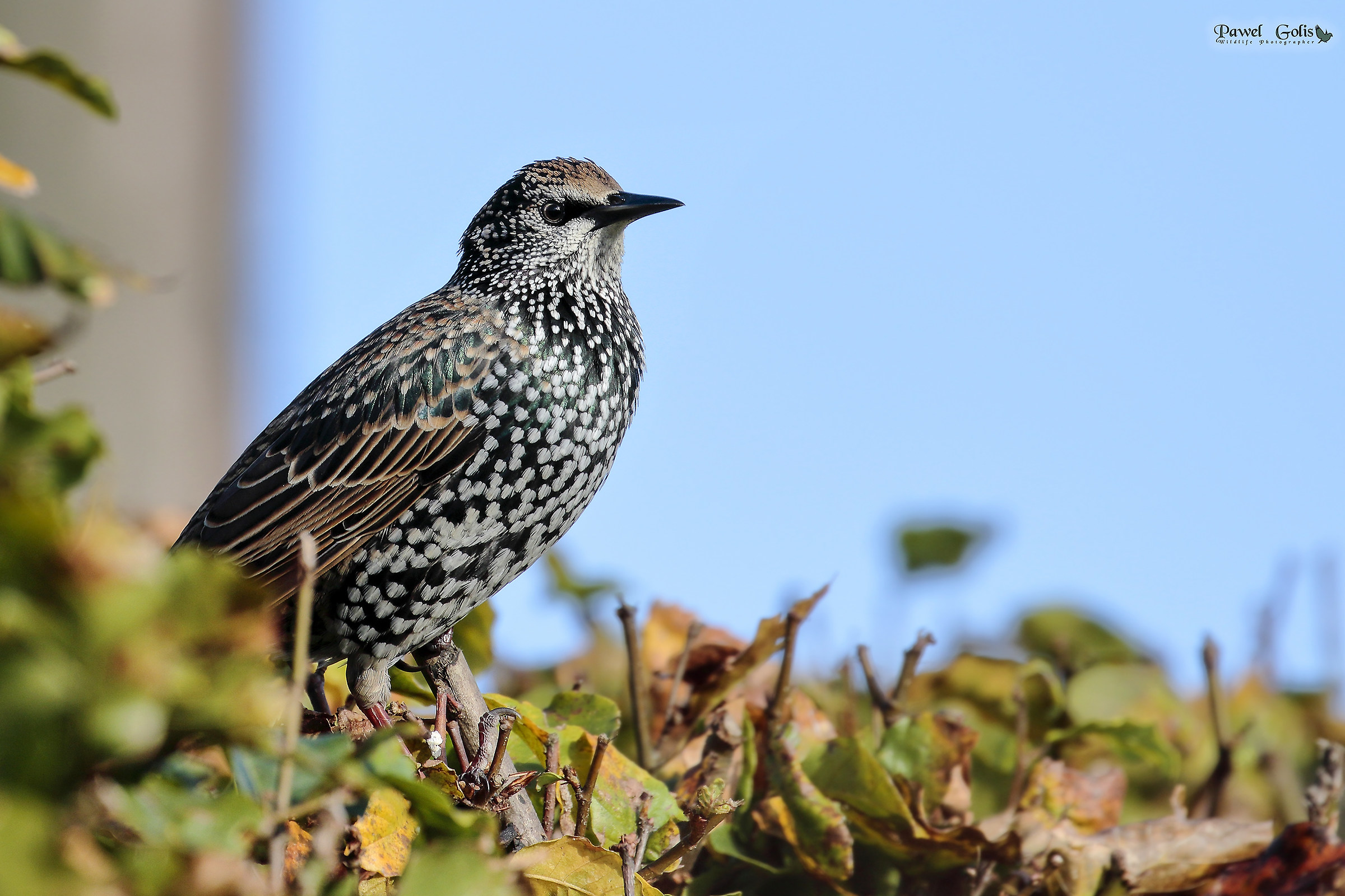 Common starling (Sturnus vulgaris)