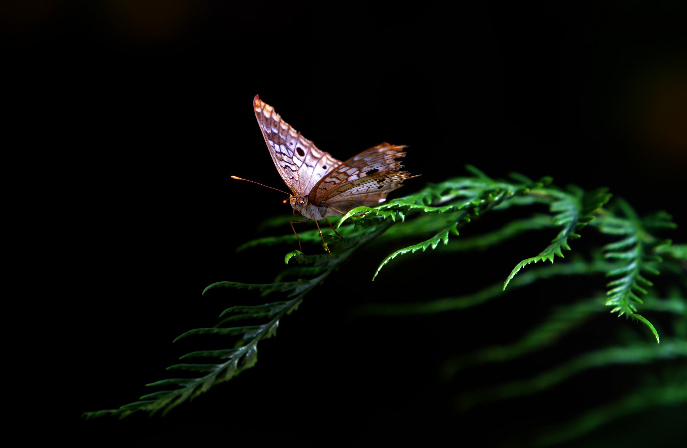 Anartia jatrophae saturata