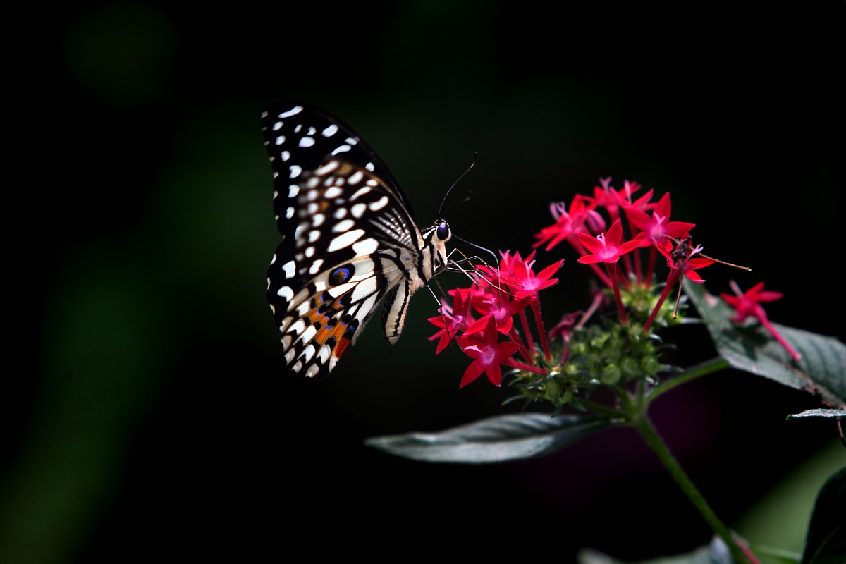 Farfalla del Limone (Papilio Demoleus)