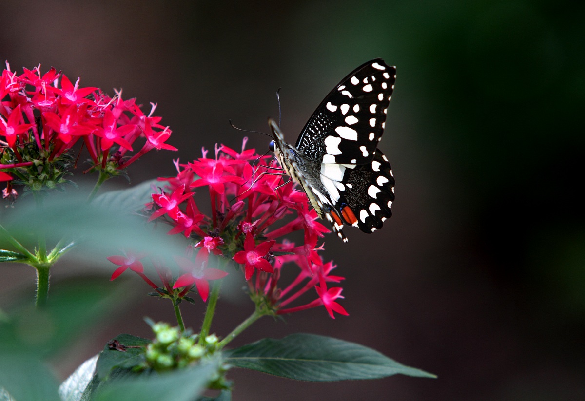 Farfalla del Limone (Papilio Demoleus)