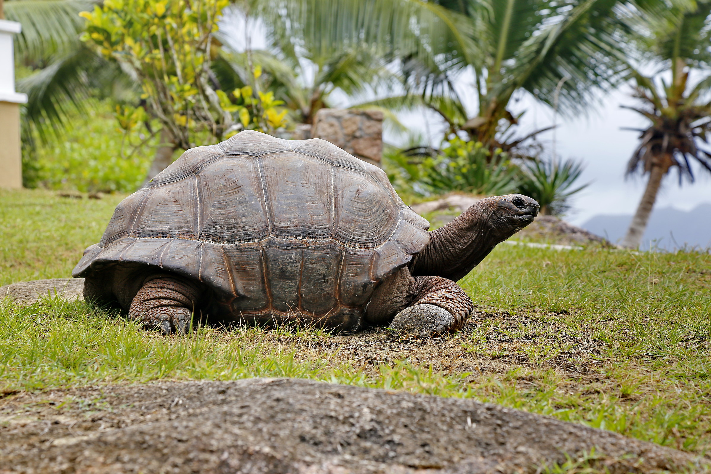 Seychelles Giant Turtle