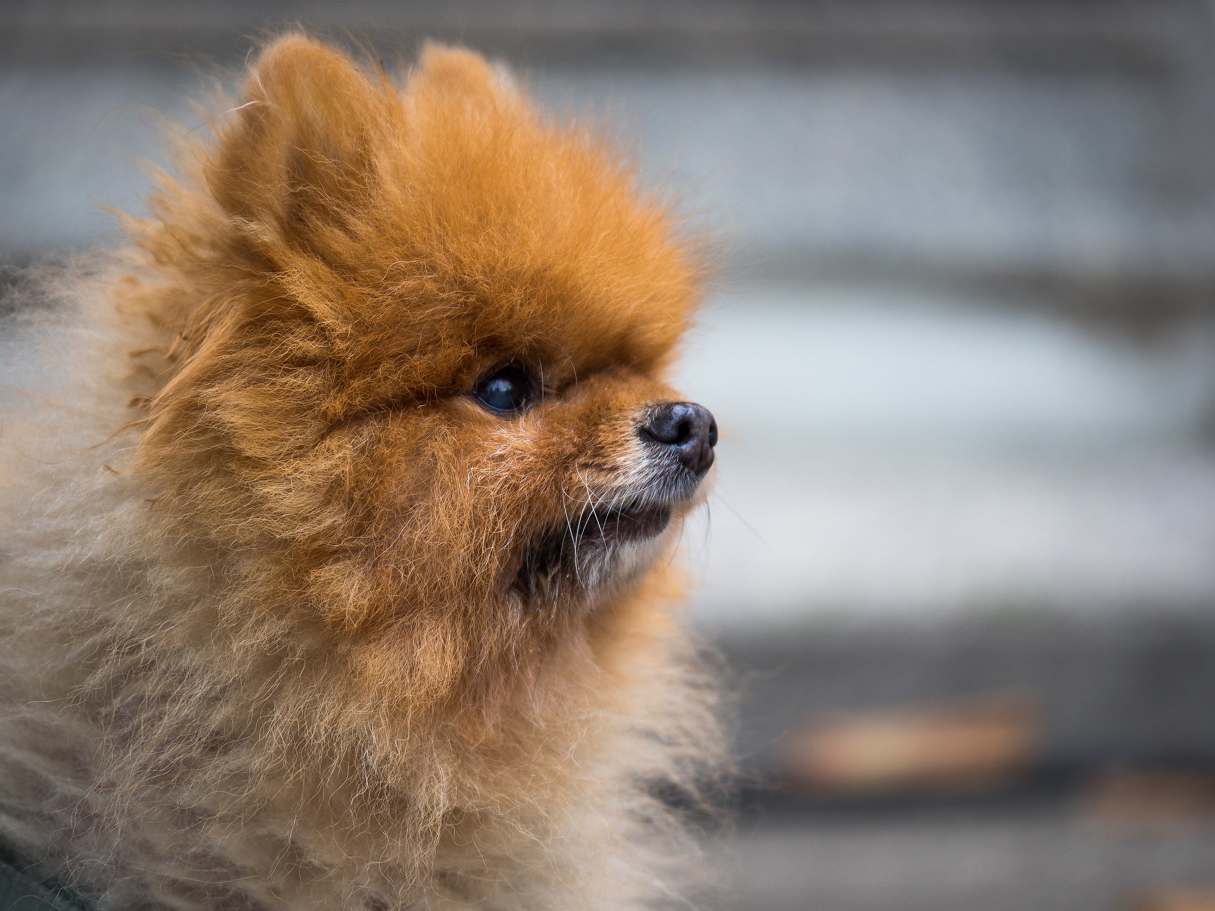 Test Pana 35-100 f / 2.8