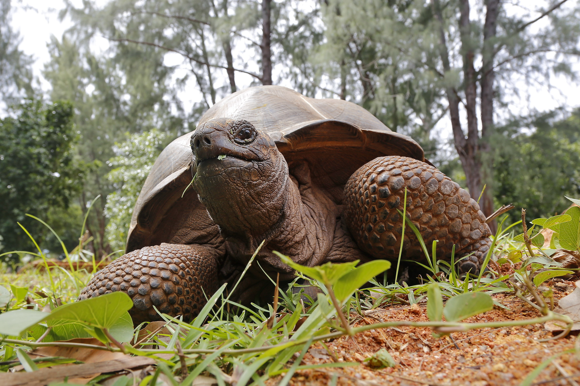 Meeting in the jungle