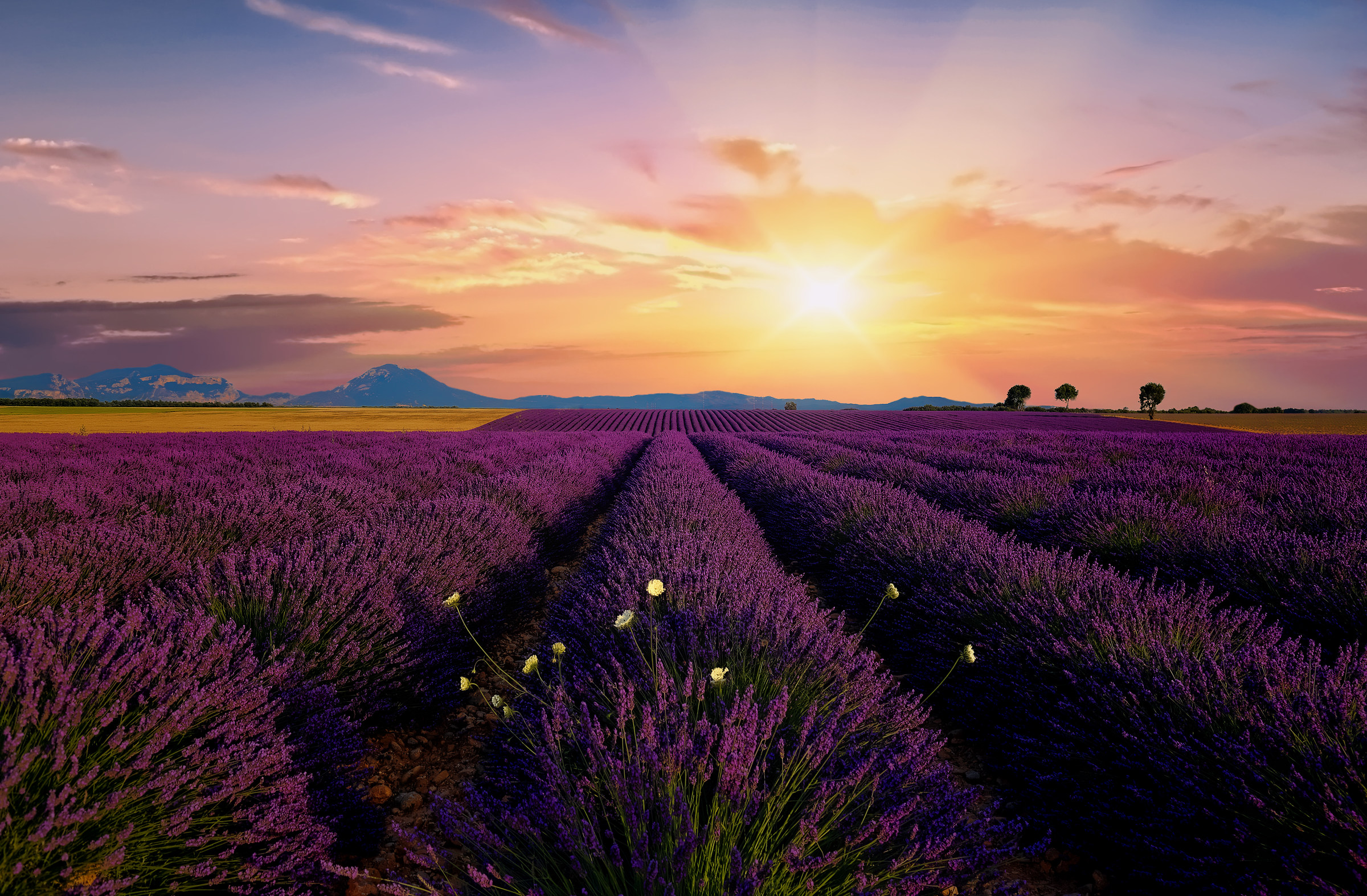 Sunset at Valensole